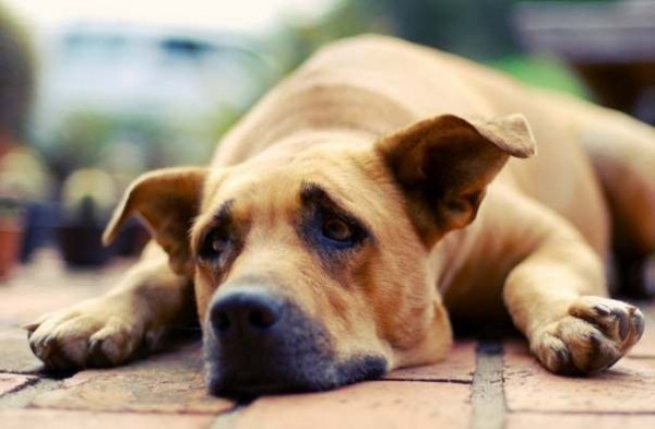 dog